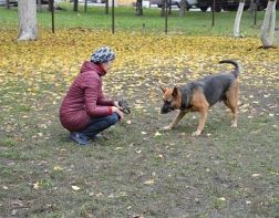 В Пензе открыли площадку для выгула собак