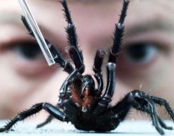 Опасные пауки кусают пензенцев на остановках и дома