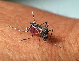 В Пензе комары могут заразить опасной лихорадкой