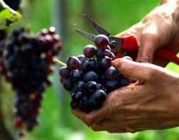 В Пензе пройдет «День винограда»