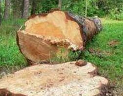 Пензенец незаконно нарубил дров почти на 500 000 рублей