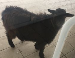 ﻿﻿﻿﻿﻿В Кузнецке потерявшийся козел найден на территории школы 