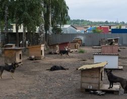 "Лохматый друг" Заречного вынужден сократить количество своих животных