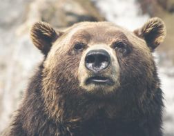 В Пензенской области медведь загрыз мужчину