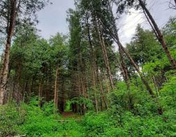 Пензенцам напомнили о необходимости привиться от клещевого энцефалита