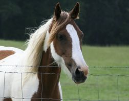 В Пензе лошади лечат детей с ДЦП 