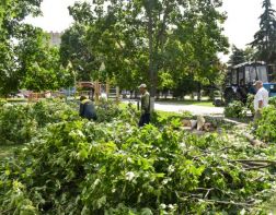 В Пензе ураганом повалило около 50 деревьев