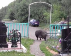 ﻿﻿﻿По кладбищу в Пензенской области бродит большая свинья