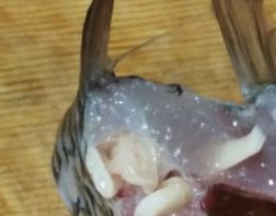 На Сурском море  нашли зараженную рыбу