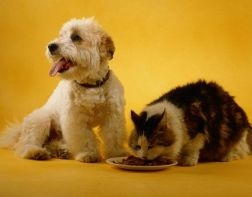 Кошки против собак: на кого тратят больше пензенцы