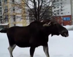 Зареченец заснял на видео гуляющего по городу лося