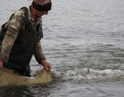 В Суру запустили более 1,5 тонны рыбы