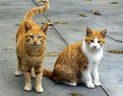 В Пензенской области возбудили уголовное дело из-за котов