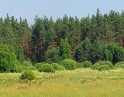 В области в лесу заблудился грибник с внуком