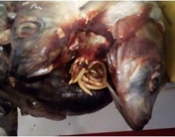 Ужасы по-пензенски: в магазине продают рыбу с червями