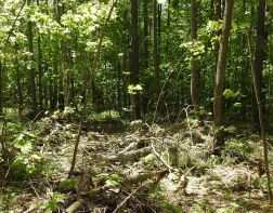 В Пензенских лесах незаконно вырубили деревьев на 17 миллионов рублей