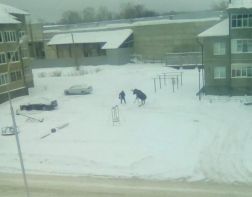 В Заречном лось напал на мужчину