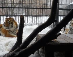 В пензенском зоопарке 1 января подешевеют билеты