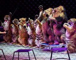 В Пензе планируют открыть школу циркового искусства 