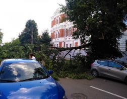 На Богданова упавшее дерево заблокировало улицу