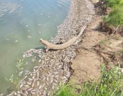 В Сурском водохранилище гибнет рыба