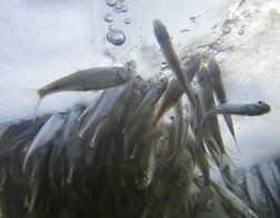 В Заречном в водоемах спасают рыбу от гибели