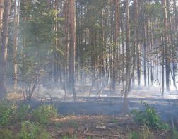 Ущерб от лесных пожаров в Пензе составил 1 миллион рублей