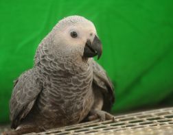 В зоопарке продают криволапых попугаев