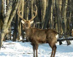 В Пензенской области изменили сроки охоты на копытных животных