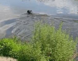 В Пензе с помощью экскаватора спасли крупного лося