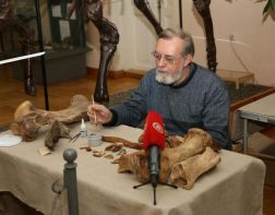 Кости найденного в Пензе носорога выставлены в музее