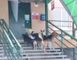 В Мучурино стая бродячих собак не пускала пензенцев в магазин