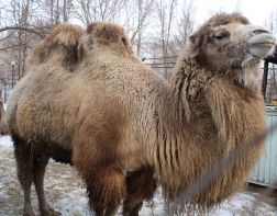 Пензенский зоопарк перешел на весенний режим