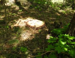 Пензенским лесам причинен ущерб на сумму более 71  миллиона рублей