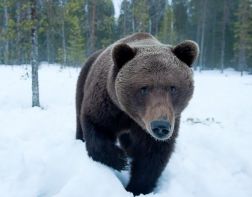 Сегодня в России отмечают День медведей 