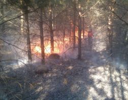 В лесах под Пензой прогнозируют желтый уровень пожарной опасности