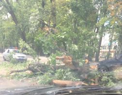 В Пензе на Лермонтова упавшее дерево парализовало движение автомобилей 
