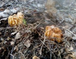 В пензенских лесах появились первые грибы