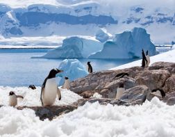 В Антарктиде впервые прошло шествие «Бессмертного полка»
