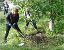 Пензенские школьники посадили около 1700 саженцев деревьев