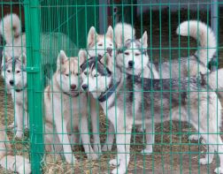 В Пензе встретятся владельцы ездовых собак