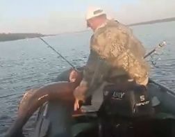 Пензенские рыбаки поймали 70-килограммового сома