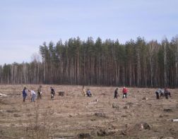 Пензенцев приглашают помочь посадить лес