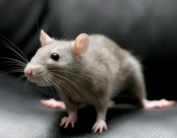 На пензенском складе рабочие убивают мышей на зерне. ВИДЕО
