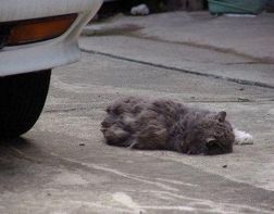 Пензенцы неделю наблюдают, как разлагается мертвая кошка