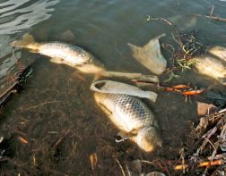 Рыба в Бессоновском районе могла погибнуть из-за браконьеров