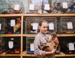В Пензе волонтеры собираются построить современный центр для животных 