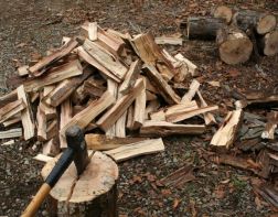 Пензенец незаконно рубил деревья на дрова для бани