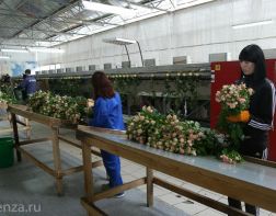 В Мокшане будут выращивать вместе с розами герберы 