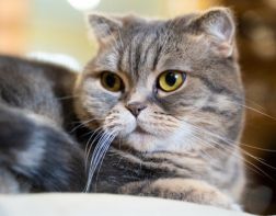 ﻿﻿Психологи нашли способ общения с кошками при помощи глаз